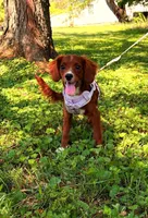 Ester, a female Cavapoo for sale in Hamptonville, NC – 7 of 9