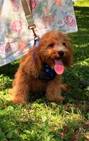Eeyore, a male Cavapoo for sale in Hamptonville, NC – 8 of 9