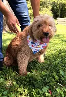 Ashley , a female Miniature Goldendoodle for sale in Hamptonville, NC – 3 of 8