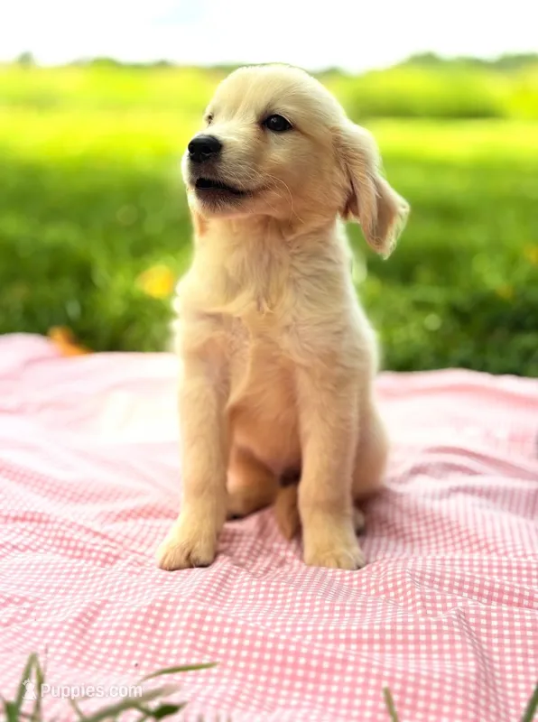 Todd – English Cream Golden Retriever puppy for sale in Hamptonville, NC