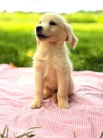 Todd, a male English Cream Golden Retriever for sale in Hamptonville, NC – 1 of 1