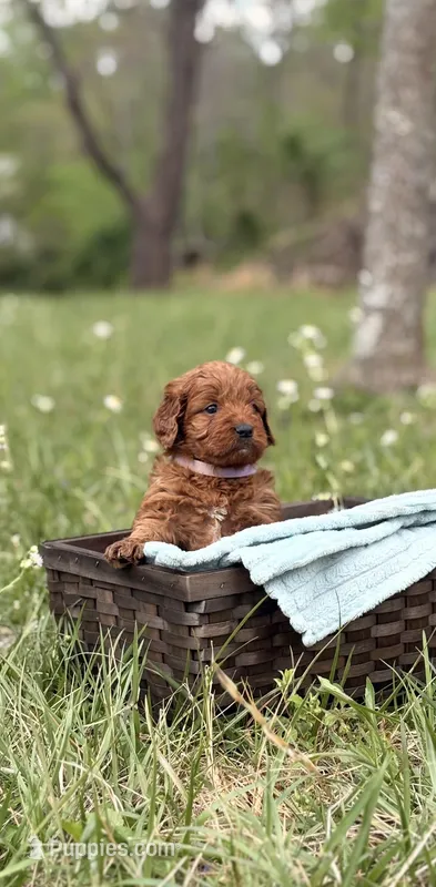 Abby – Goldendoodle puppy for sale in Hamptonville, NC