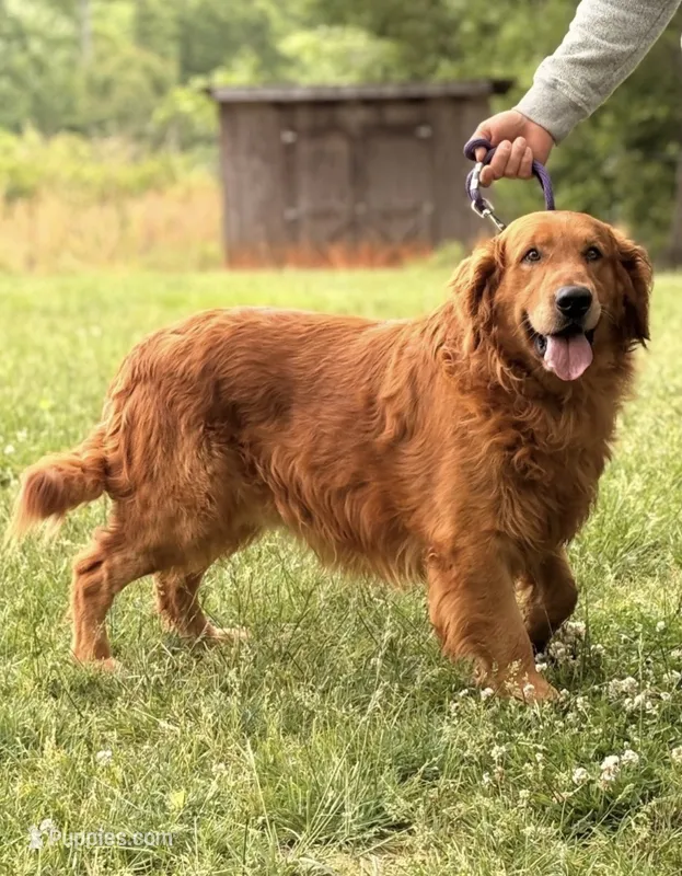 Goliath  – Golden Retriever puppy for sale in Hamptonville, NC
