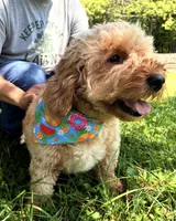 Kami , a female Miniature Goldendoodle for sale in Hamptonville, NC – 3 of 5