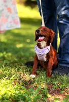 Ester, a female Cavapoo for sale in Hamptonville, NC – 6 of 9