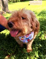 Ashley , a female Miniature Goldendoodle for sale in Hamptonville, NC – 6 of 8