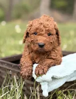 Astro, a male Goldendoodle for sale in Hamptonville, NC – 1 of 1