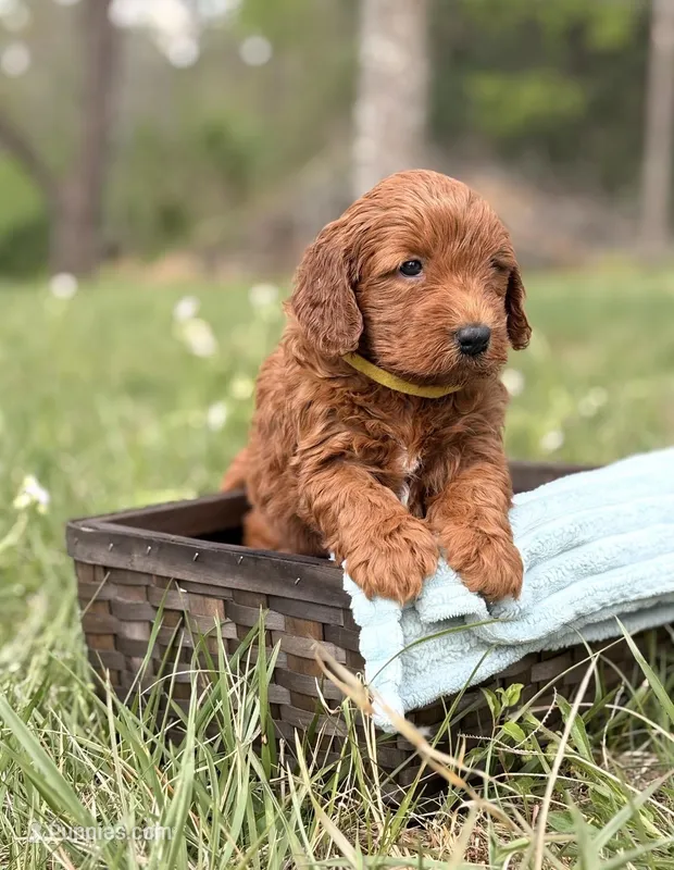 Axel – Goldendoodle puppy for sale in Hamptonville, NC