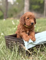 Axel, a male Goldendoodle for sale in Hamptonville, NC – 1 of 1