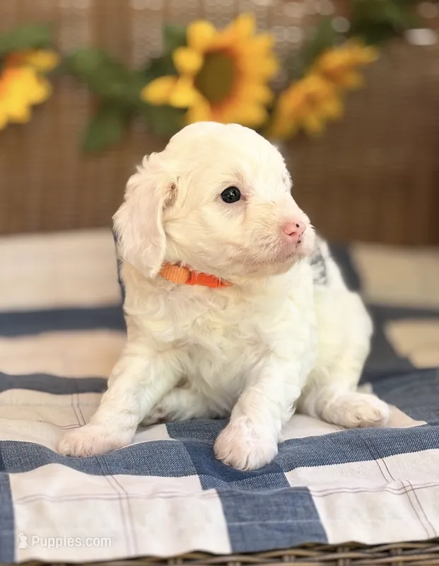 Amigo – Cavapoo puppy for sale in Hamptonville, NC