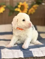 Amigo, a male Cavapoo for sale in Hamptonville, NC – 1 of 1