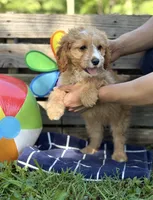 Shane , a male Cavapoo for sale in Hamptonville, NC – 1 of 1