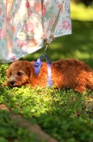 Eeyore, a male Cavapoo for sale in Hamptonville, NC – 3 of 9