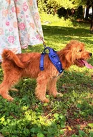 Eli, a male Cavapoo for sale in Hamptonville, NC – 2 of 3