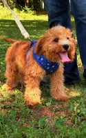 Eeyore, a male Cavapoo for sale in Hamptonville, NC – 9 of 9