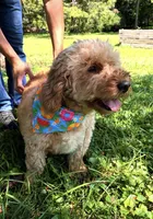 Kami , a female Miniature Goldendoodle for sale in Hamptonville, NC – 4 of 5