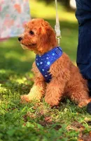 Eeyore, a male Cavapoo for sale in Hamptonville, NC – 6 of 9