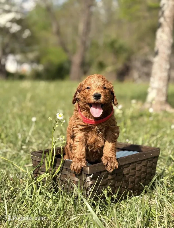 Andy – Goldendoodle puppy for sale in Hamptonville, NC