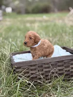 Kobe, a male Goldendoodle for sale in Hamptonville, NC – Photo 3 of 3