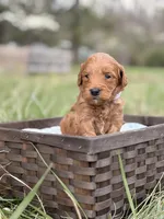 Kobe, a male Goldendoodle for sale in Hamptonville, NC – Photo 2 of 3