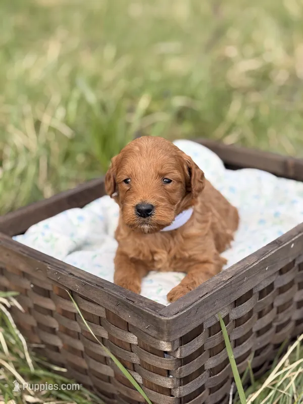 Kobe – Goldendoodle puppy for sale in Hamptonville, NC