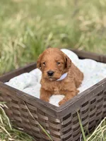 Kobe, a male Goldendoodle for sale in Hamptonville, NC – Photo 1 of 3