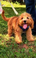 Eeyore, a male Cavapoo for sale in Hamptonville, NC – 5 of 9