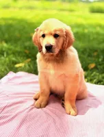 Brooke, a female Golden Retriever for sale in Hamptonville, NC – 1 of 1