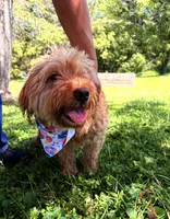 Ashley , a female Miniature Goldendoodle for sale in Hamptonville, NC – 8 of 8