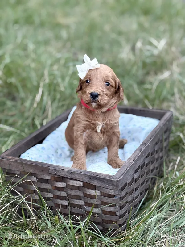 Kavi  – Goldendoodle puppy for sale in Hamptonville, NC