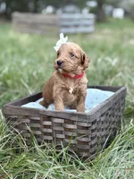 Kavi , a female Goldendoodle for sale in Hamptonville, NC – Photo 3 of 3
