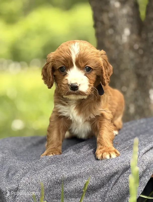 Steve  – Cavapoo puppy for sale in Hamptonville, NC