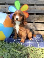 Sandy, a female Cavapoo for sale in Hamptonville, NC – 1 of 1