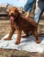 Coco, a female Poodle - Standard  for sale in Hamptonville, NC – Photo 2 of 2