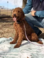Coco, a female Poodle - Standard  for sale in Hamptonville, NC – Photo 1 of 2