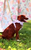 Ester, a female Cavapoo for sale in Hamptonville, NC – 3 of 9