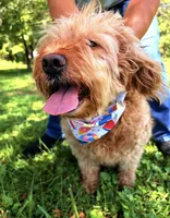 Ashley , a female Miniature Goldendoodle for sale in Hamptonville, NC – 2 of 8