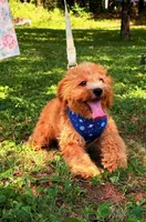 Eeyore, a male Cavapoo for sale in Hamptonville, NC – 4 of 9