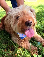 Ashley , a female Miniature Goldendoodle for sale in Hamptonville, NC – 5 of 8