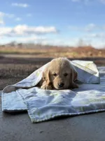 Bucky , a male Golden Retriever for sale in Hamptonville, NC – Photo 1 of 4