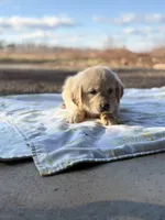 Bucky , a male Golden Retriever for sale in Hamptonville, NC – Photo 2 of 4