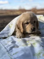 Bucky , a male Golden Retriever for sale in Hamptonville, NC – Photo 3 of 4