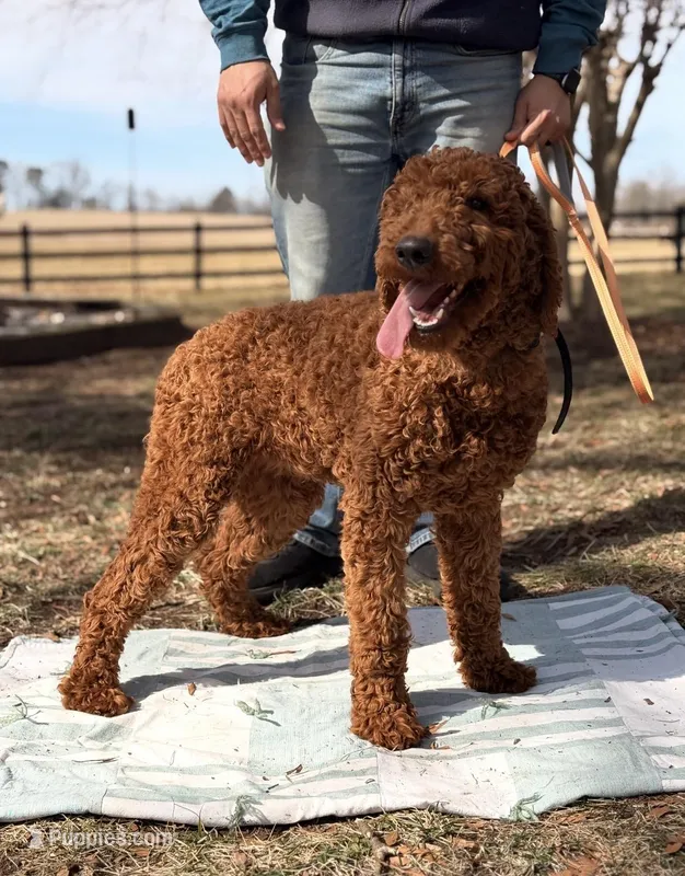 Joy – Poodle - Standard  puppy for sale in Hamptonville, NC