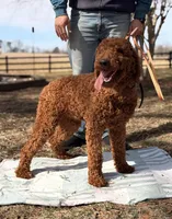 Joy, a female Poodle - Standard  for sale in Hamptonville, NC – Photo 1 of 2