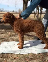Joy, a female Poodle - Standard  for sale in Hamptonville, NC – Photo 2 of 2