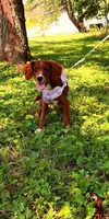 Ester, a female Cavapoo for sale in Hamptonville, NC – 5 of 9