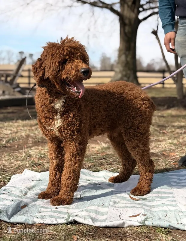 Milo – Poodle - Standard  puppy for sale in Hamptonville, NC
