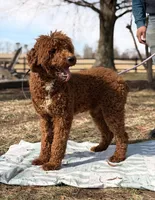 Milo, a male Poodle - Standard  for sale in Hamptonville, NC – Photo 1 of 2