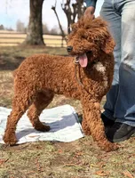 Milo, a male Poodle - Standard  for sale in Hamptonville, NC – Photo 2 of 2