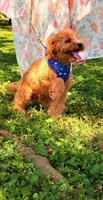 Eeyore, a male Cavapoo for sale in Hamptonville, NC – 7 of 9
